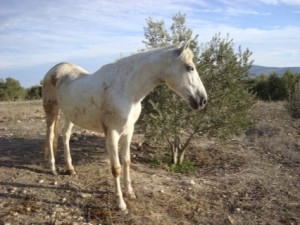El cavallino rumiante devorador de deportivos