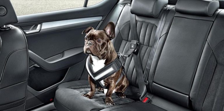 Skoda protege a tu perro con estilo en los asientos traseros
